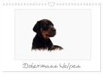 Dobermann Welpen (Wandkalender 2026 DIN A4 quer), CALVENDO Monatskalender