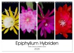 Epiphyllum-Hybriden (Wandkalender 2026 DIN A3 quer), CALVENDO Monatskalender