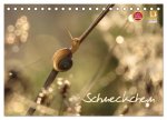 Schneckchen (Tischkalender 2026 DIN A5 quer), CALVENDO Monatskalender