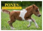 Ponys. Herzensbrecher mit Grips (Wandkalender 2026 DIN A2 quer), CALVENDO Monatskalender