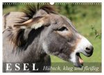 Esel - hübsch, klug und fleißig (Wandkalender 2026 DIN A3 quer), CALVENDO Monatskalender