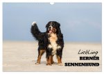 Liebling BERNER SENNENHUND (Wandkalender 2026 DIN A3 quer), CALVENDO Monatskalender