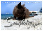 SAMTPFOTEN auf Mykonos (Tischkalender 2026 DIN A5 quer), CALVENDO Monatskalender