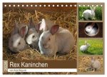 Rex - Kaninchen (Tischkalender 2026 DIN A5 quer), CALVENDO Monatskalender