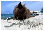 SAMTPFOTEN auf Mykonos (Wandkalender 2026 DIN A4 quer), CALVENDO Monatskalender
