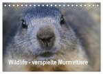 Wildlife - Verspielte Murmeltiere (Tischkalender 2026 DIN A5 quer), CALVENDO Monatskalender