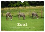 Esel - liebenswerte Langohren (Wandkalender 2026 DIN A4 quer), CALVENDO Monatskalender