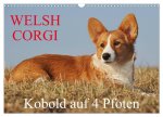 Welsh Corgi - Kobold auf 4 Pfoten (Wandkalender 2026 DIN A3 quer), CALVENDO Monatskalender
