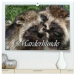 Marderhunde (hochwertiger Premium Wandkalender 2026 DIN A2 quer), Kunstdruck in Hochglanz