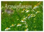 Arzneipflanzen (Wandkalender 2026 DIN A2 quer), CALVENDO Monatskalender