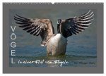 VÖGEL (Wandkalender 2026 DIN A2 quer), CALVENDO Monatskalender