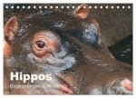 Hippos - Begegnungen in Afrika (Tischkalender 2026 DIN A5 quer), CALVENDO Monatskalender