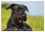 Treuer Freund Riesenschnauzer (Tischkalender 2026 DIN A5 quer), CALVENDO Monatskalender