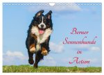 Berner Sennenhunde in Action (Wandkalender 2026 DIN A4 quer), CALVENDO Monatskalender
