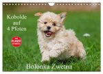 Kobolde auf 4 Pfoten - Bolonka Zwetna (Wandkalender 2026 DIN A4 quer), CALVENDO Monatskalender