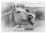 Emotionale Momente: Weiße Pferde in schwarzweiß. (Wandkalender 2026 DIN A2 quer), CALVENDO Monatskalender