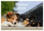 Shelties 2026 (Wandkalender 2026 DIN A2 quer), CALVENDO Monatskalender