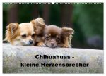 Chihuahuas - kleine Herzensbrecher (Wandkalender 2026 DIN A2 quer), CALVENDO Monatskalender