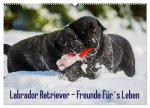 Labrador Retriever - Freunde für's Leben (Wandkalender 2026 DIN A2 quer), CALVENDO Monatskalender
