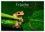 Frösche (Wandkalender 2026 DIN A2 quer), CALVENDO Monatskalender