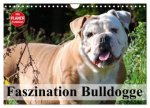 Faszination Bulldogge (Wandkalender 2026 DIN A4 quer), CALVENDO Monatskalender