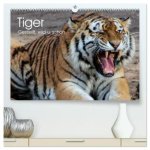 Tiger. Gestreift, wild u. schön (hochwertiger Premium Wandkalender 2026 DIN A2 quer), Kunstdruck in Hochglanz