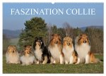 Faszination Collie 2026 (Wandkalender 2026 DIN A2 quer), CALVENDO Monatskalender