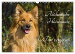 Altdeutsche Hütehunde - Fast vergessen (Wandkalender 2026 DIN A3 quer), CALVENDO Monatskalender