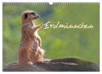 Erdmännchen (Wandkalender 2026 DIN A3 quer), CALVENDO Monatskalender