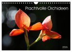 Prachtvolle Orchideen (Wandkalender 2026 DIN A4 quer), CALVENDO Monatskalender