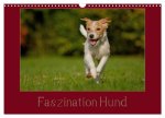 Faszination Hund (Wandkalender 2026 DIN A3 quer), CALVENDO Monatskalender