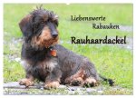 Liebenswerte Rabauken Rauhaardackel / CH-Version (Wandkalender 2026 DIN A2 quer), CALVENDO Monatskalender