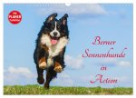 Berner Sennenhunde in Action (Wandkalender 2026 DIN A3 quer), CALVENDO Monatskalender