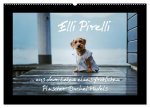 Elli Pirelli... aus dem Leben eines fröhlichen Pinscher-Dackel-Mädels (Wandkalender 2026 DIN A2 quer), CALVENDO Monatskalender