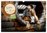 Käthe - ein Boxer mit Charme (Wandkalender 2026 DIN A3 quer), CALVENDO Monatskalender