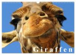 Giraffen / Geburtstagskalender (Wandkalender 2026 DIN A3 quer), CALVENDO Monatskalender