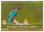 Eisvögel (Alcedo atthis) - Edelsteine der Natur (Tischkalender 2026 DIN A5 quer), CALVENDO Monatskalender