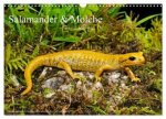 Salamander und Molche (Wandkalender 2026 DIN A3 quer), CALVENDO Monatskalender
