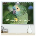 Blaustirnamazonen - Papageien in Paraguay (hochwertiger Premium Wandkalender 2026 DIN A2 quer), Kunstdruck in Hochglanz