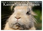 Kaninchen und Hasen (Tischkalender 2026 DIN A5 quer), CALVENDO Monatskalender