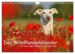 Der Windhundekalender (Wandkalender 2026 DIN A4 quer), CALVENDO Monatskalender