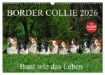 Border Collie 2026 (Wandkalender 2026 DIN A3 quer), CALVENDO Monatskalender