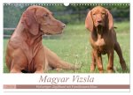Magyar Vizsla - Vielseitiger Jagdhund mit Familienanschluss (Wandkalender 2026 DIN A3 quer), CALVENDO Monatskalender