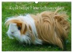 Kuschelige Meerschweinchen (Wandkalender 2026 DIN A3 quer), CALVENDO Monatskalender