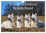 Weißer Schweizer Schäferhund (Wandkalender 2026 DIN A4 quer), CALVENDO Monatskalender