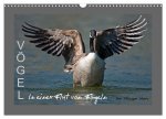 VÖGEL (Wandkalender 2026 DIN A3 quer), CALVENDO Monatskalender