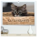 Katzenbabys beobachtet (hochwertiger Premium Wandkalender 2026 DIN A2 quer), Kunstdruck in Hochglanz