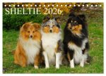 Sheltie 2026 (Tischkalender 2026 DIN A5 quer), CALVENDO Monatskalender