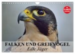 Falken und Greifvögel - Edle Jäger (Wandkalender 2026 DIN A4 quer), CALVENDO Monatskalender