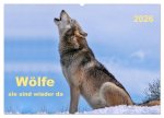Wölfe - sie sind wieder da (Wandkalender 2026 DIN A2 quer), CALVENDO Monatskalender